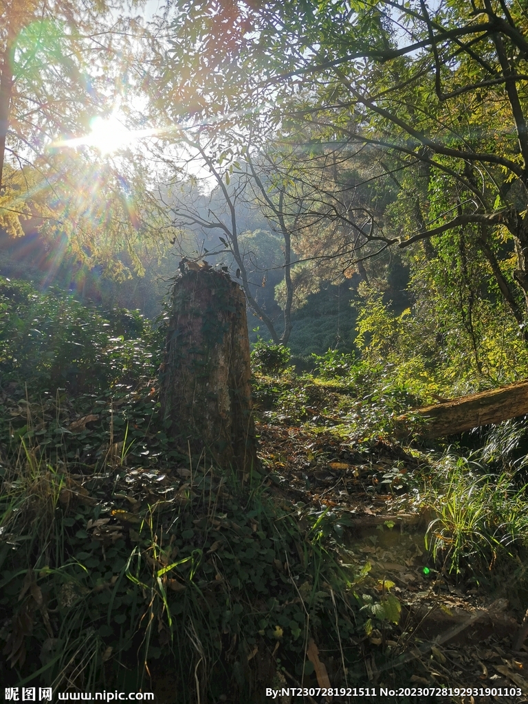 林间曙光
