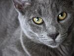 美短猫特写