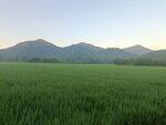 田野