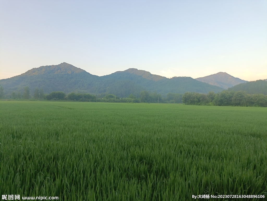 田野