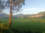 稻田