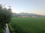田野