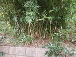 竹丛