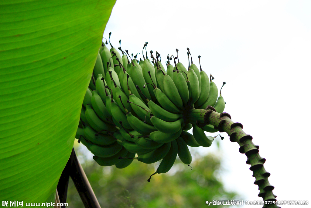 香蕉