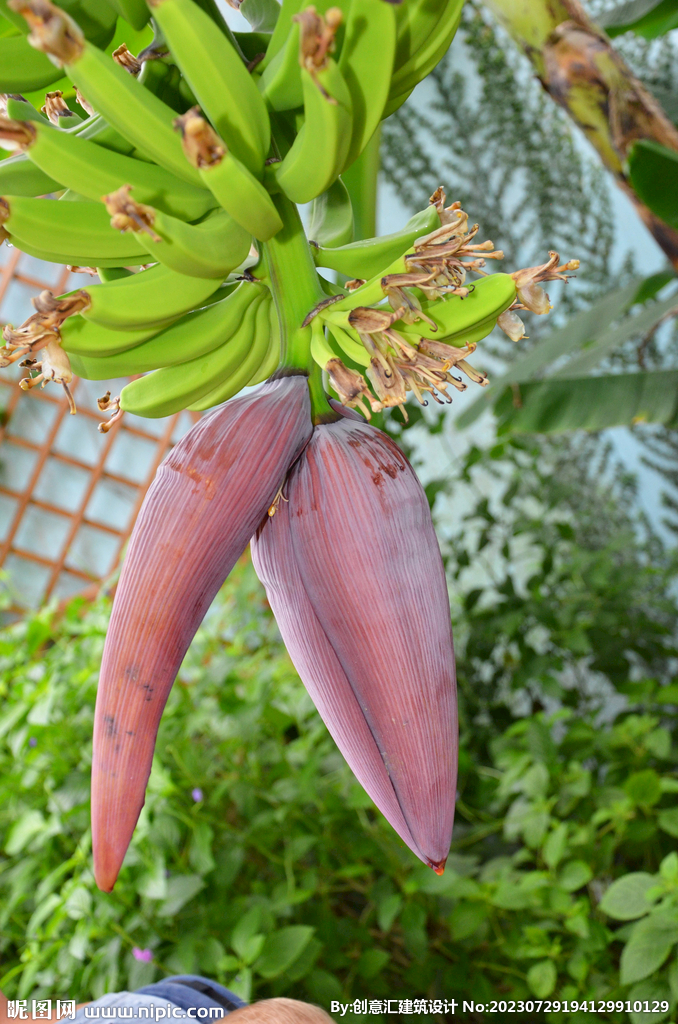 香蕉