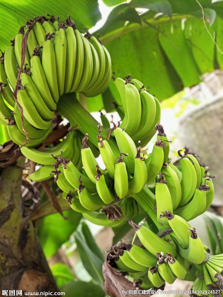 香蕉