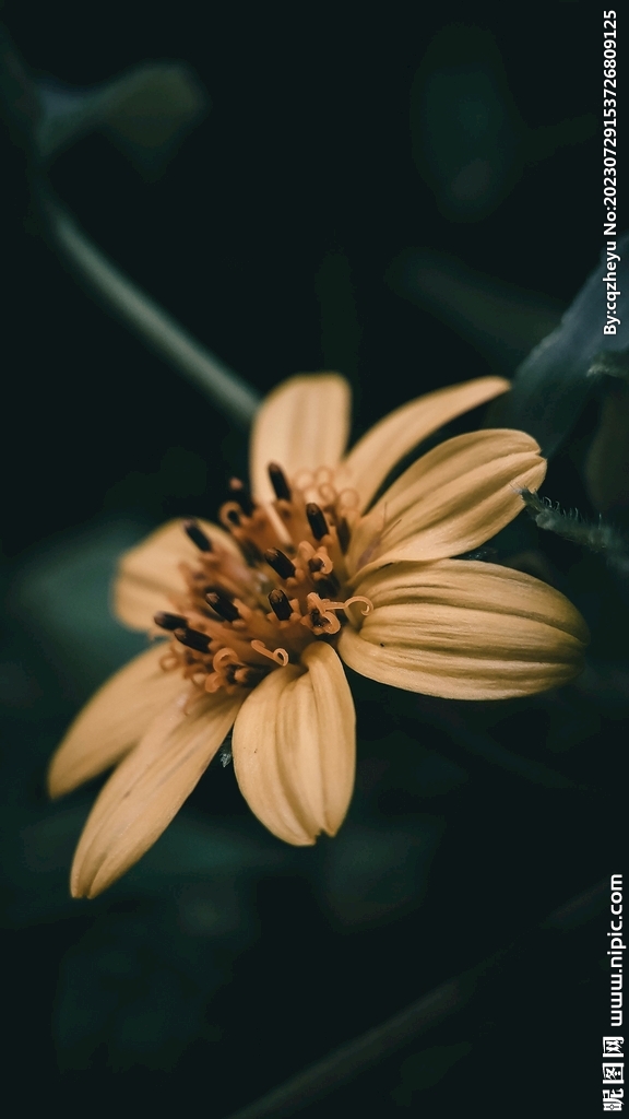 菊芋