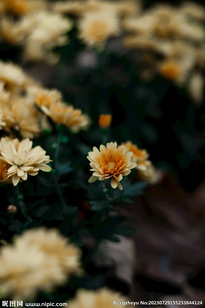 菊花