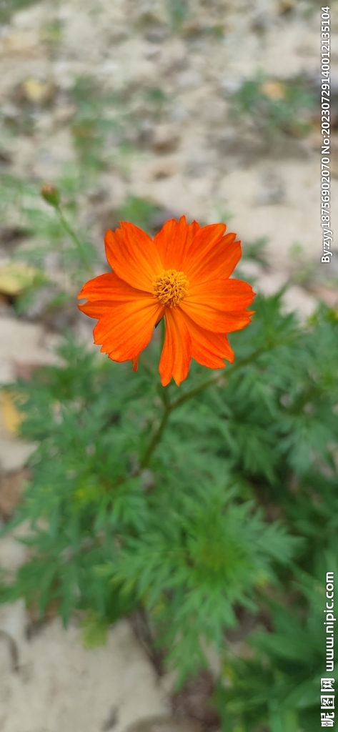秋英 波斯菊