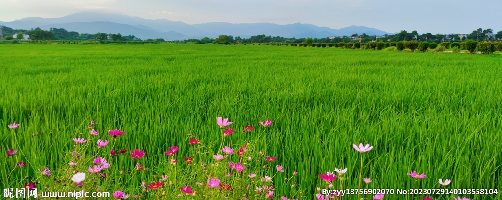稻田