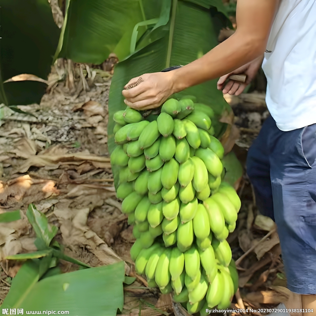 香蕉栽培