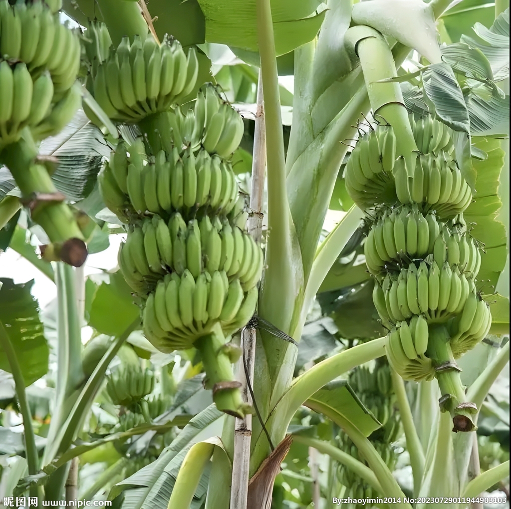 香蕉栽培