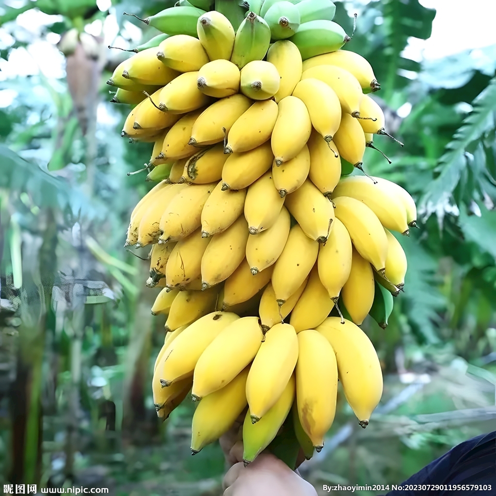 香蕉