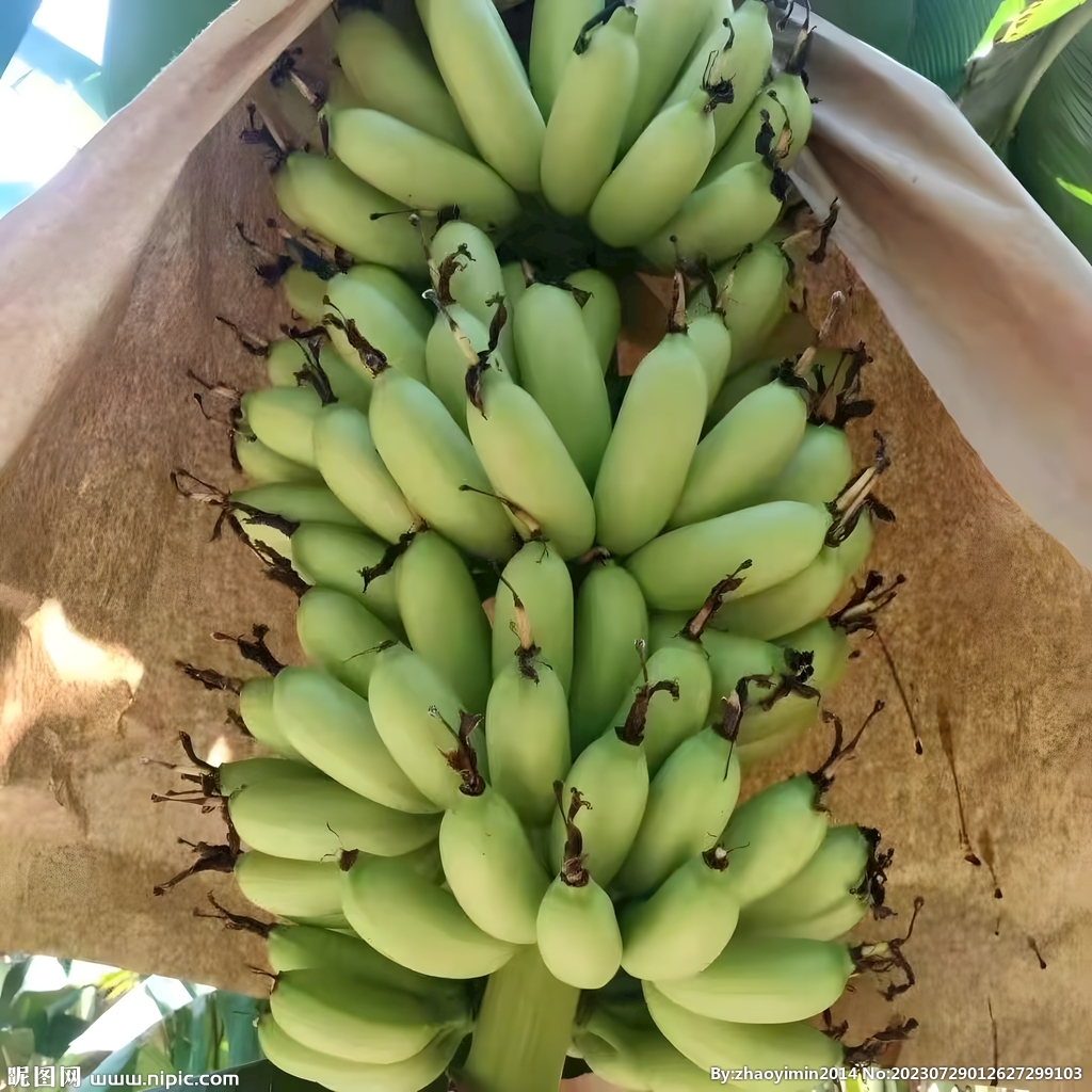 香蕉栽培