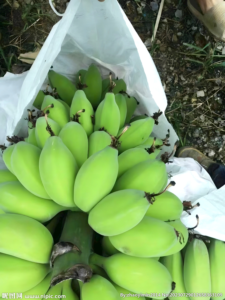 香蕉栽培