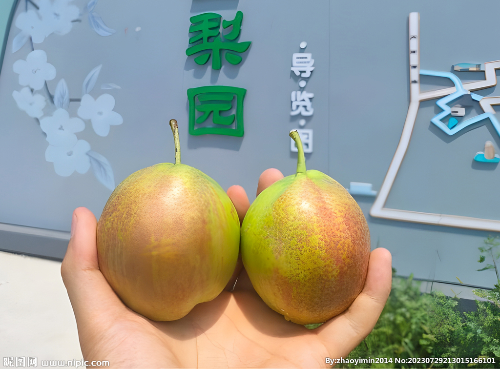 香梨