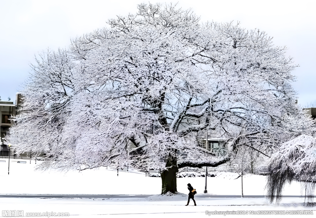 积雪的大树