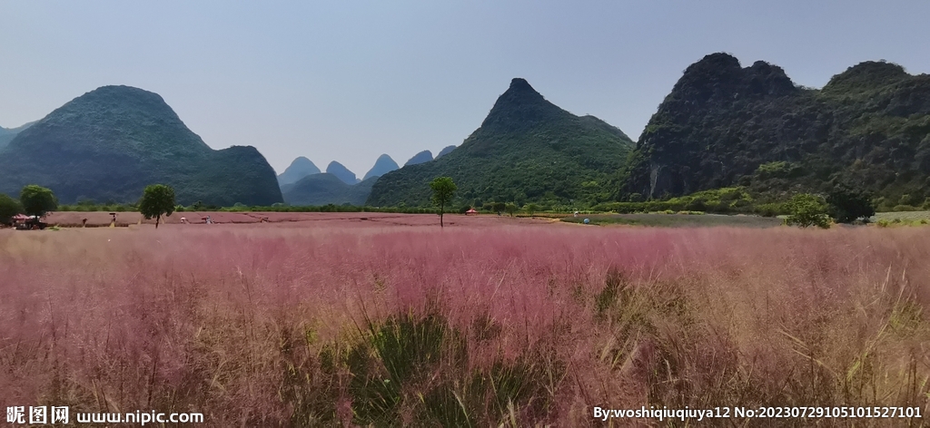 粉黛乱子草