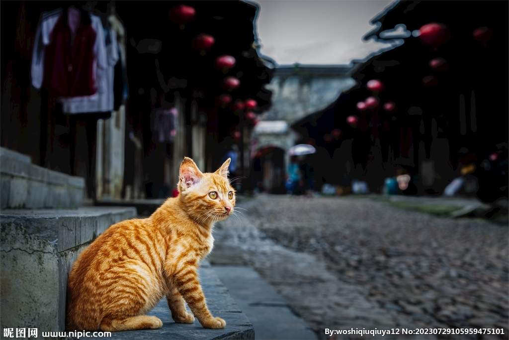 橘猫