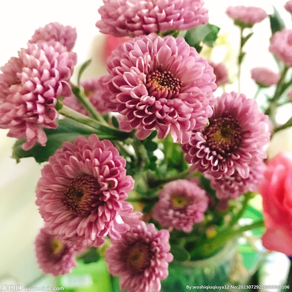 雏菊