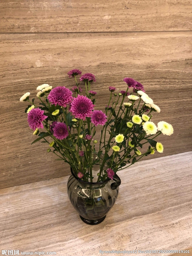 雏菊