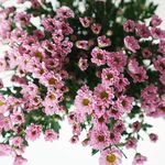 雏菊