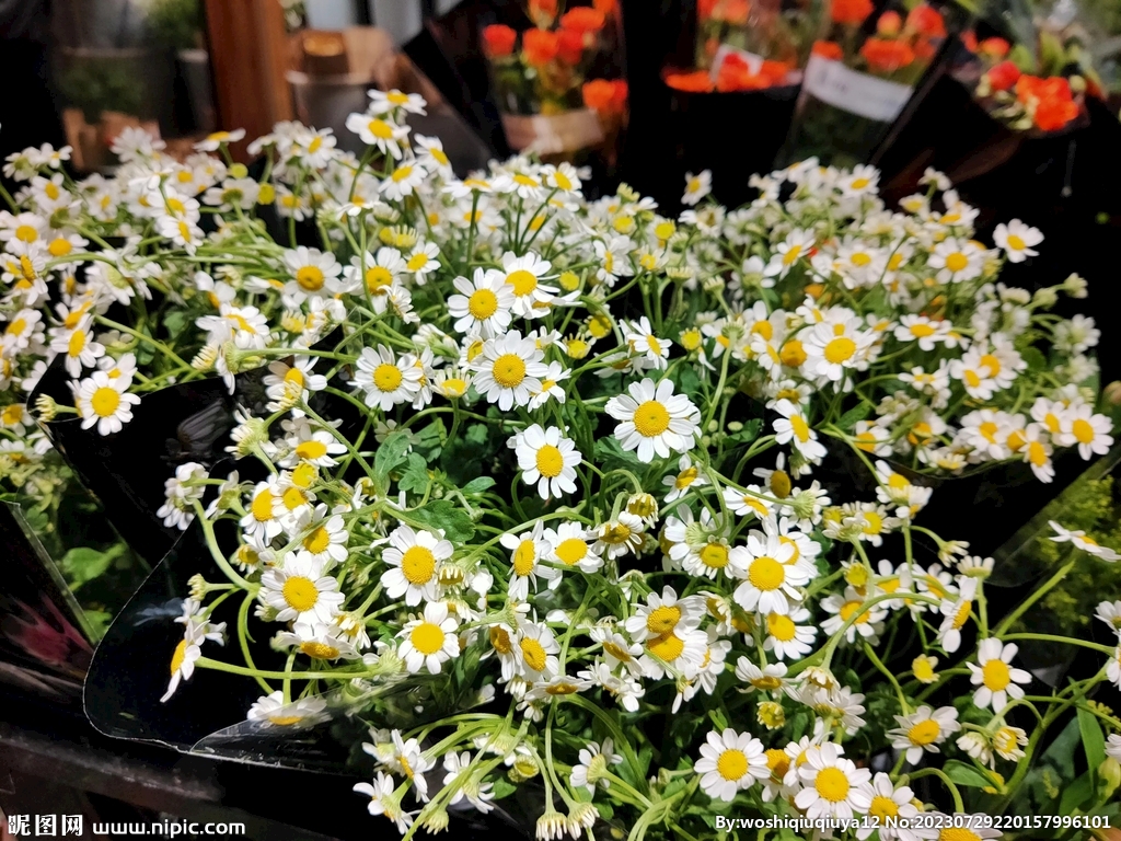 洋甘菊