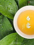 白露海报