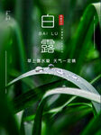白露海报