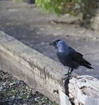乌鸦