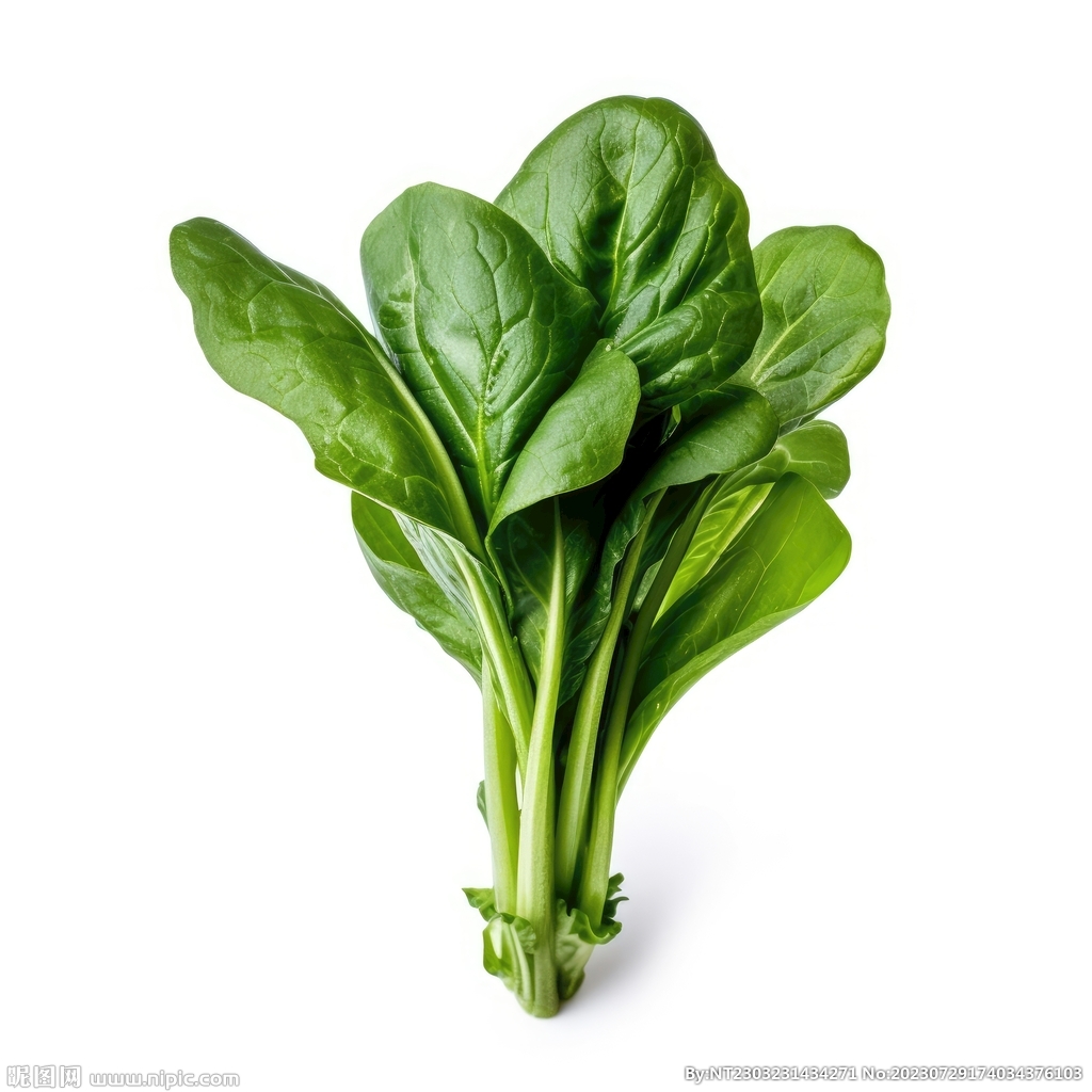 菠菜的种植方法（种菠菜的方法和步骤） – 碳资讯