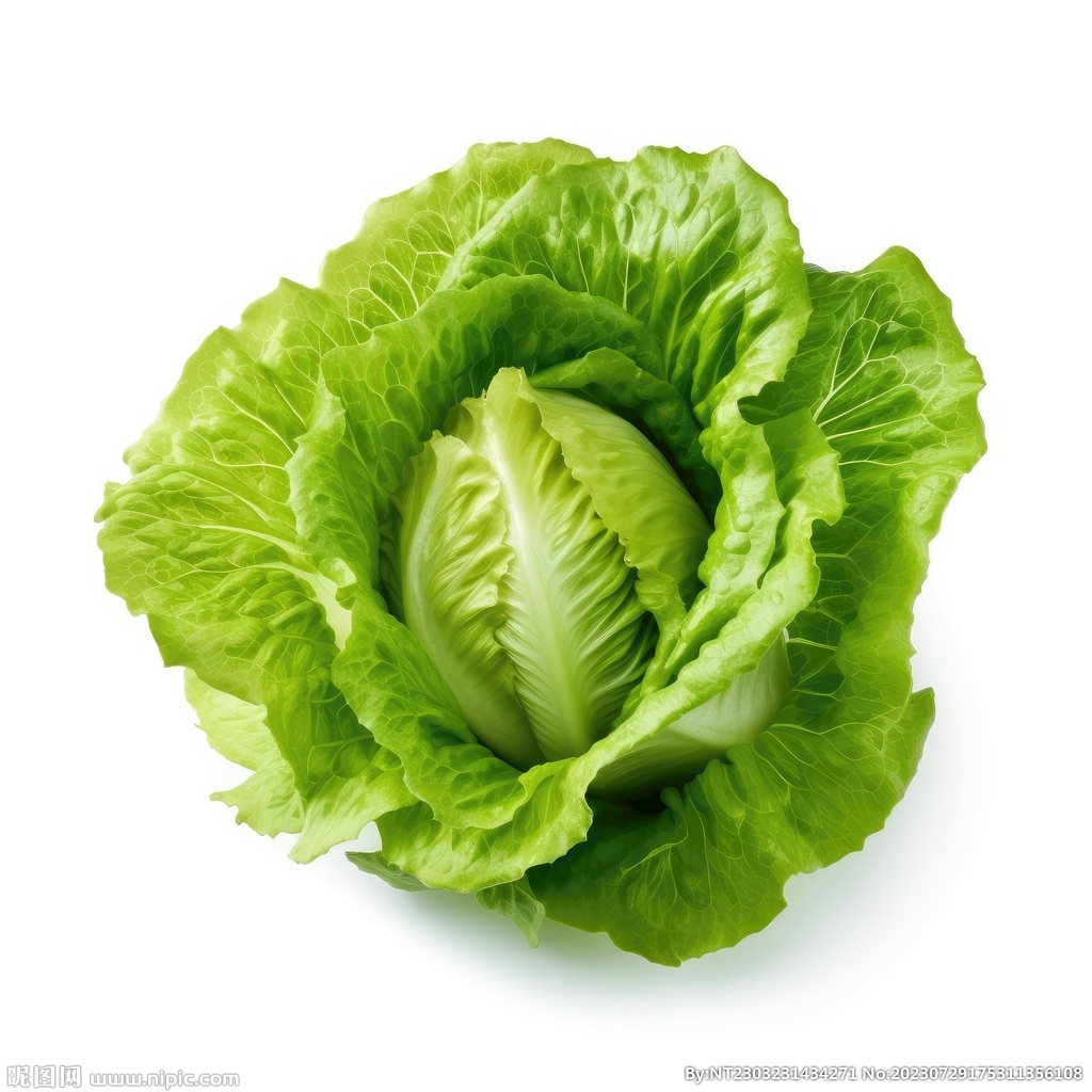 生菜 