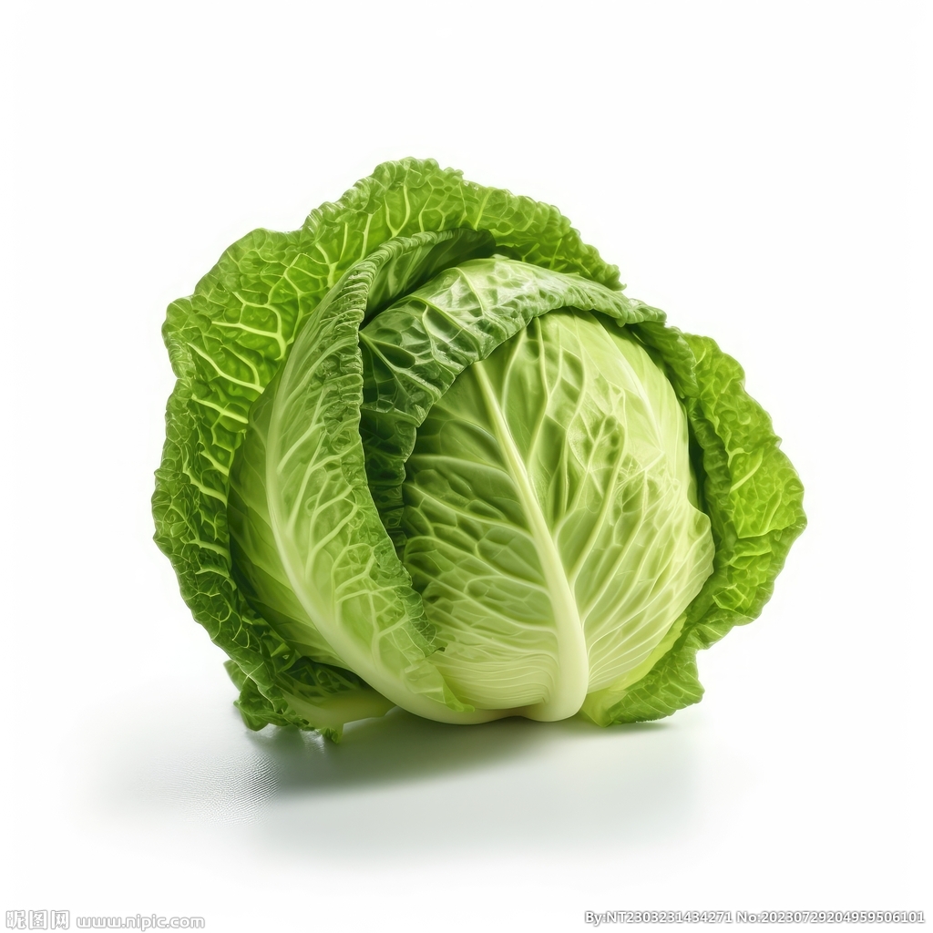 包菜 