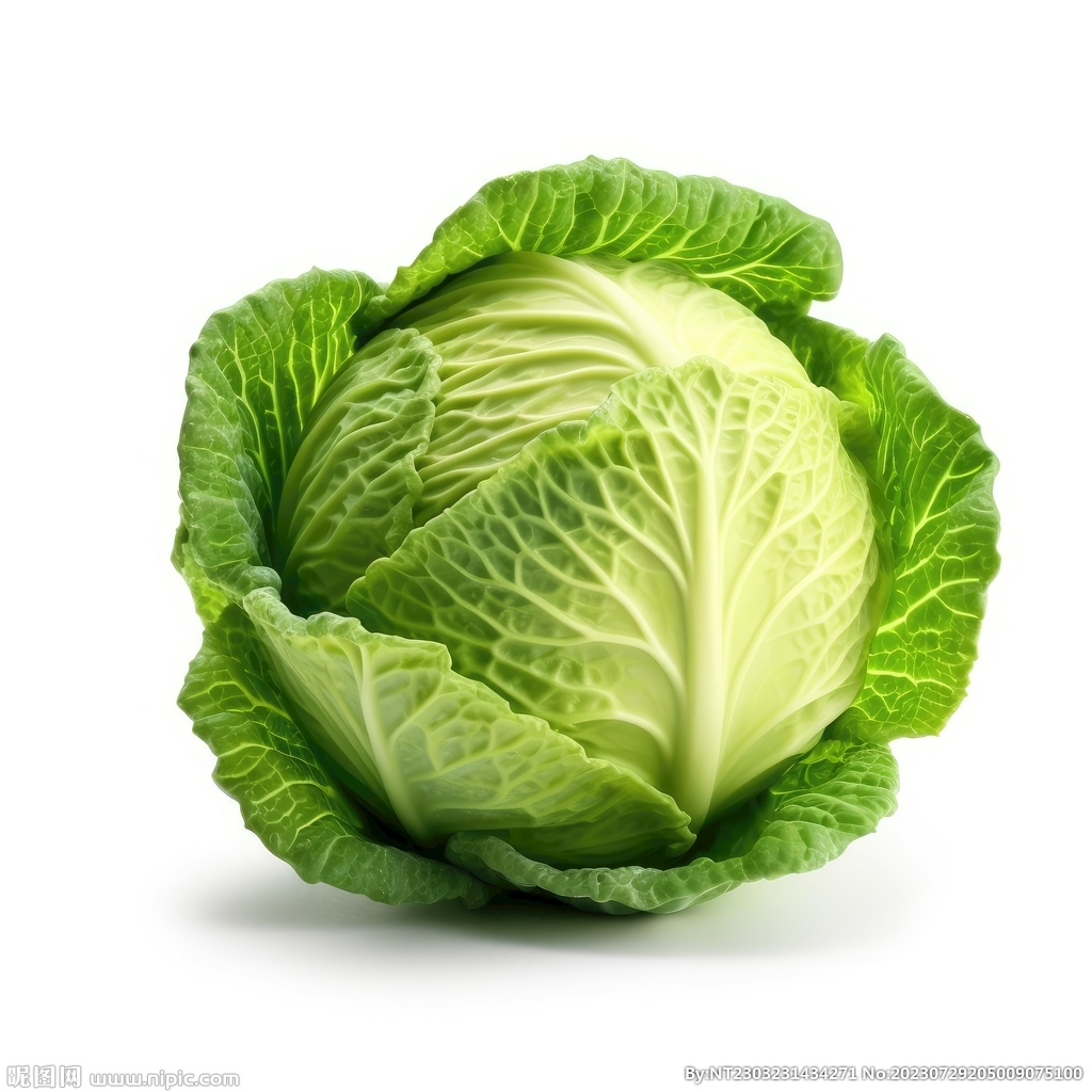 包菜 