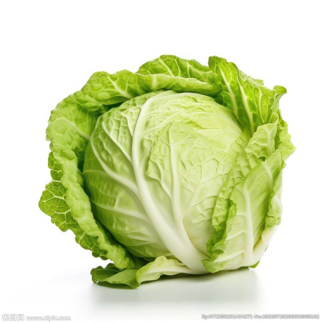 包菜 