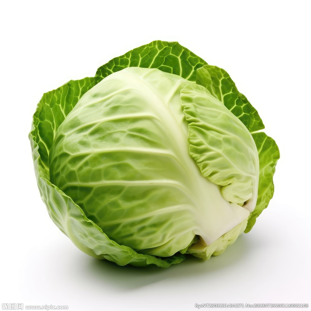 包菜 