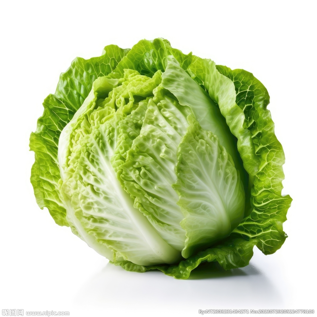 包菜 