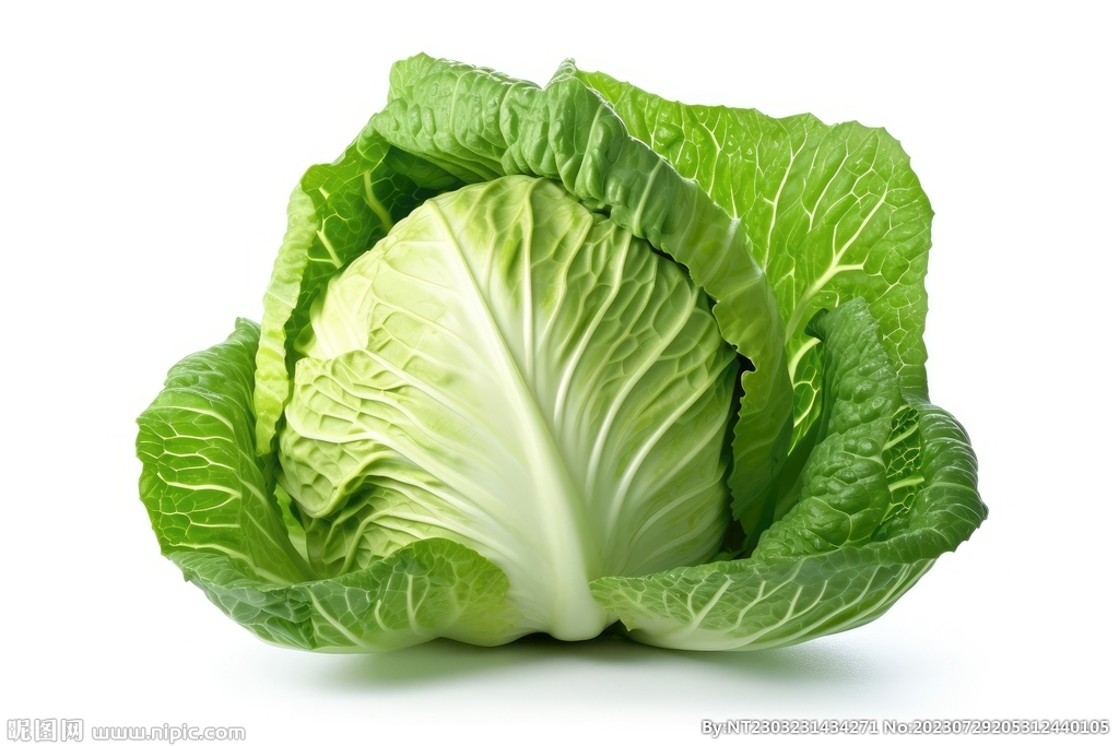 包菜 