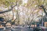 南京马路