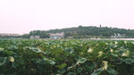 玄武湖公园