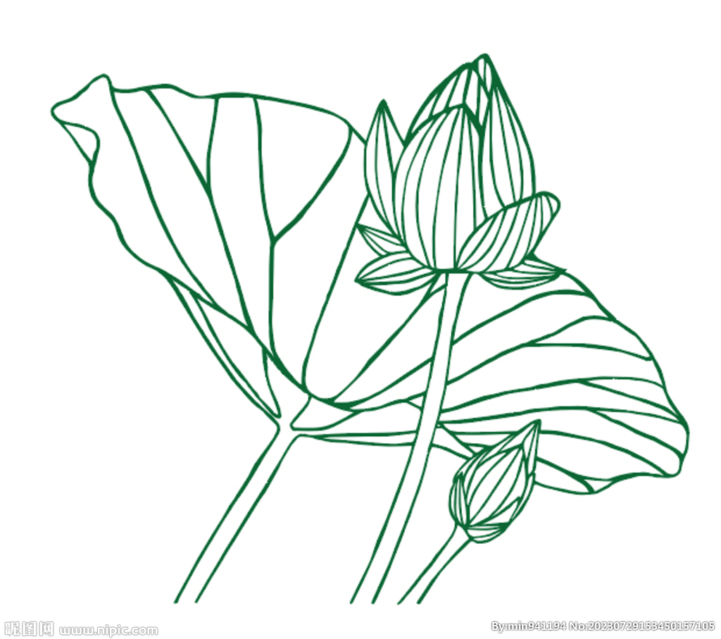 荷花荷叶 矢量线条画