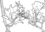 玉兰花白描
