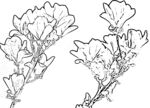 玉兰花白描