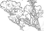 玉兰花白描
