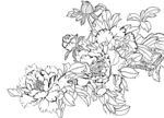 花鸟白描