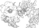 牡丹花白描