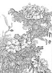 牡丹白描