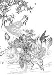 花鸟白描