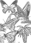 蝴蝶白描