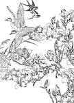 花鸟白描